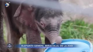 Elefanț&iacute; gemeni, miracolul de la ZOO