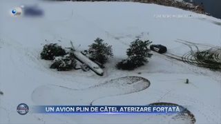 Un avion plin de căței, aterizare forțată