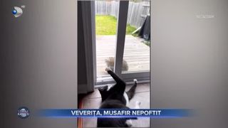 Veverița, musafir nepoftit