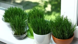 C&acirc;nd se pune gr&acirc;ul la &icirc;ncolțit de Sf&acirc;ntul Andrei 2022?