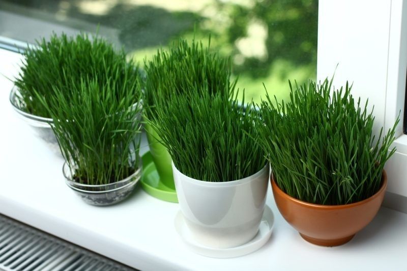 Când se pune grâul la încolțit de Sfântul Andrei 2022?