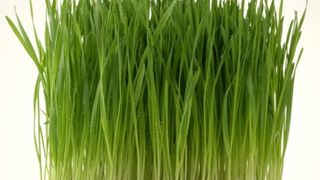 Când se pune grâul la încolţit de Sfântul Andrei 2022?