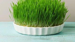 C&acirc;nd se pune gr&acirc;ul la &icirc;ncolțit de Sf&acirc;ntul Andrei 2022?