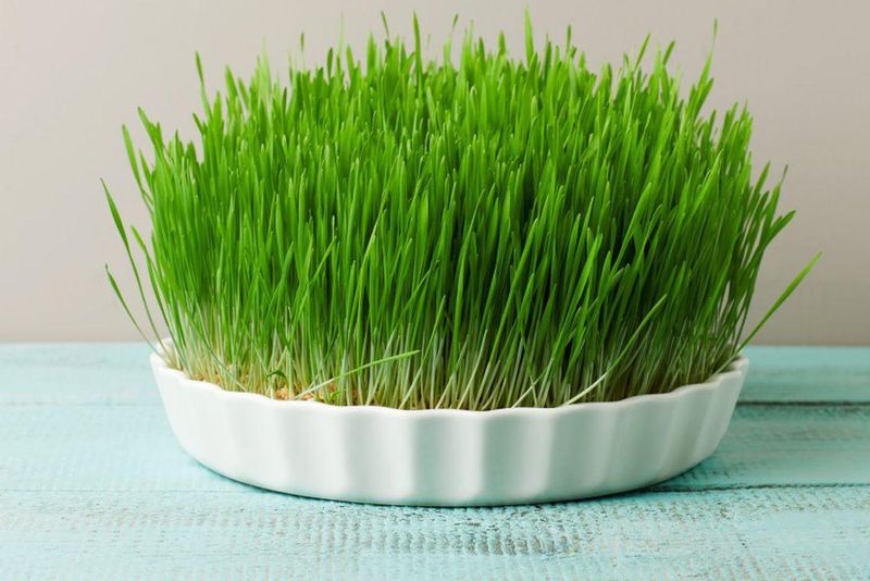 Când se pune grâul la încolțit de Sfântul Andrei 2022?