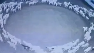VIDEO | Fenomen straniu. Oile s-au &icirc;nv&acirc;rtit &icirc;n cerc timp de 12 zile
