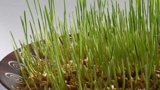 Gr&acirc;ul de Sf. Andrei 2022