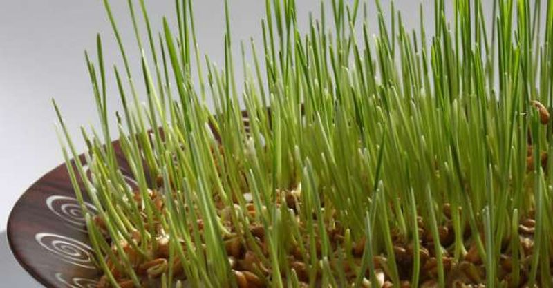 Grâul de Sf. Andrei 2022