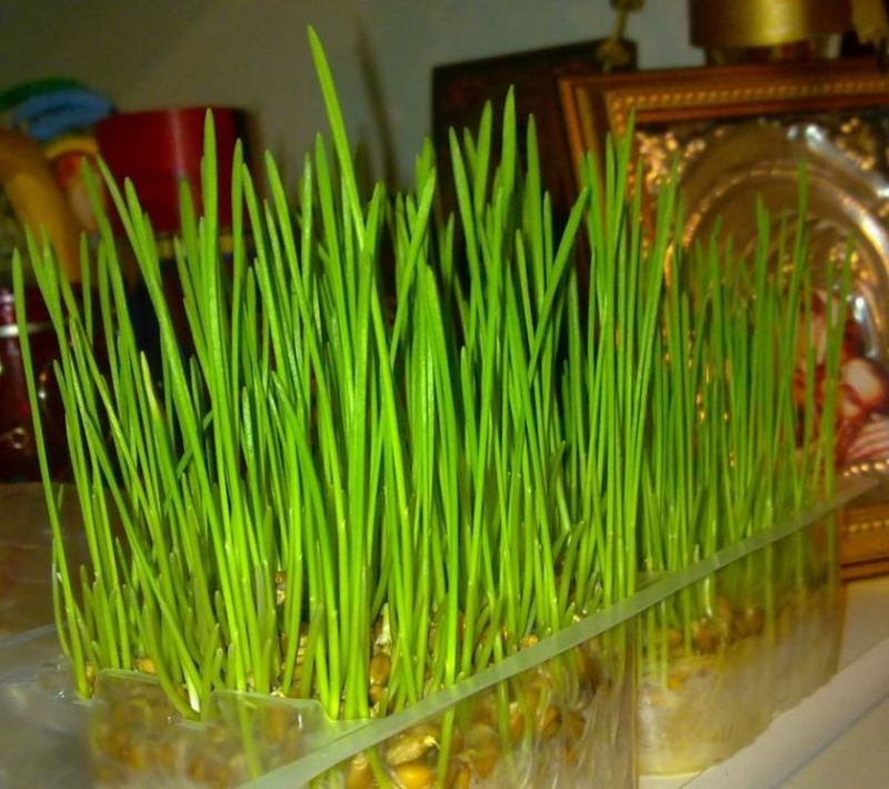 Grâul de Sf. Andrei 2022