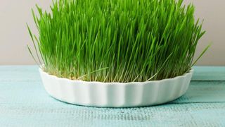 Grâul de Sf. Andrei 2022. Ce semnificație are acest obicei românesc?