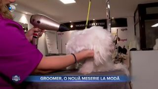 Groomer, o nouă meserie la modă