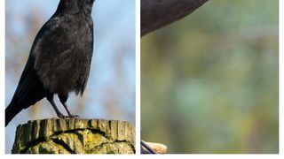 Primăria Capitalei vrea să aducă păsări de pradă pentru a alunga ciorile din parcul Cișmigiu