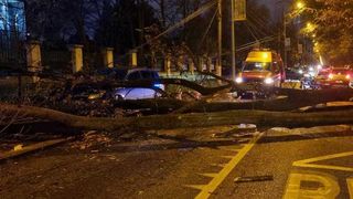 Incident în apropiere de intrarea în sediul Jandarmeriei Române: un copac a căzut peste un bărbat