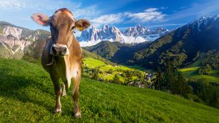 O englezoaică a trăit spaima vieții ei când se afla în vacanță la munte. Femeia a fost atacată de o vacă