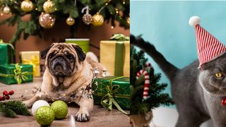 Acestea sunt plantele de sărbători care nu ar trebui să se regăsească în preajma animalului tău de companie. Unele dintre ele sunt otrăvitoare