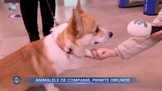 Animalele de companie, primite oriunde