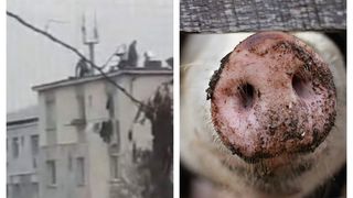 VIDEO- Imagini incredibile surprinse la Baia Mare. Mai multe persoane s-au adunat la tăiatul porcului pe acoperișul unui bloc