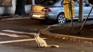 Vizitator neașteptat la Palatul Cotroceni. O vulpe a fost fotografiată de trecători