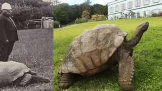 Țestoasa Jonathan, cel mai bătrân animal terestru din lume, a împlinit fabuloasa vârstă de 190 de ani!