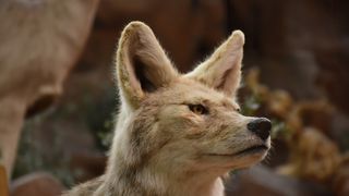 VIDEO O fetiță de doi ani a fost atacată de un coiot