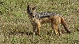 VIDEO Un șacal a fost prins într-un gard într-o comună din Tulcea. Primarul localităţii trage un semnal de alarmă