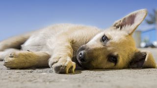 Medic veterinar, avertisment în privința artificiilor: Animalele riscă să sufere traumatisme sau să se piardă din cauza petardelor și artificiilor