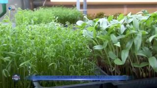 Microplantele, moda din farfurie