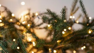 Cât curent electric consuma instalația de brad? Iată cum poți economisi fără să distrugi spiritul Crăciunului