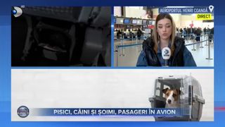 Pisici, câini și șoimi, pasageri în avion