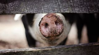 A fost identificat primul caz de trichineloză la un porc sacrificat &icirc;n gospodărie