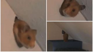Incredibil! O femeie s-a trezit cu hamsterul vecinilor &icirc;n casă: Cum a ajuns animalul acolo