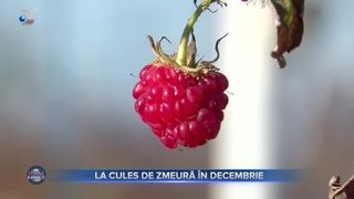La cules de zmeură &icirc;n decembrie