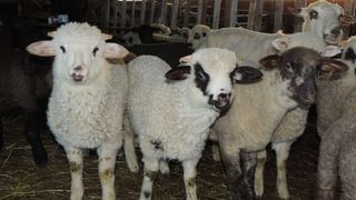 Carnea de miel, printre cele mai ieftine. Pentru un Crăciun mai avantajos, românii pot inlocui porcul cu mielul