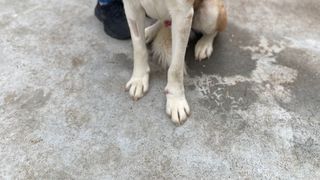 Imagini greu de privit: un c&acirc;ine Husky a fost bătut și legat cu s&acirc;rmă de picioare