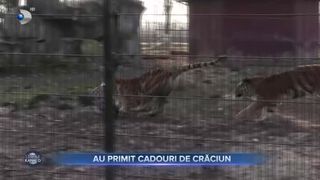 Au primit cadouri de Crăciun