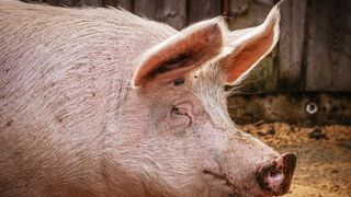 VIDEO- Porcii românilor- Record la kilograme