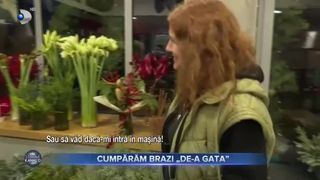 Cumpărăm brazi &bdquo;de-a gata&rdquo;