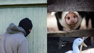 Ireal! Un sătean din Pădureni a furat 14 rațe de la vecinul său. Pentru a fi iertat, i-a promis o bucată din porcul pe care urma să-l taie / Este Incredibil ce a urmat după