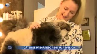 Cățeii se pregătesc pentru Revelion