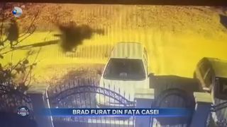 Brad furat din fața casei