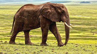 Ucis de elefantul pe care-l îngrijea