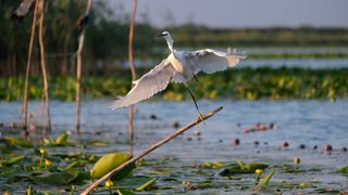 VIDEO - Delta Dunării- &icirc;n topul rom&acirc;nilor pentru petrecerea de Revelion