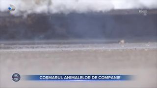 Coșmarul animalelor de companie