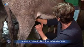 Laptele de măgăriță, aur &icirc;n afaceri