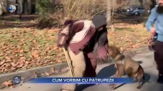 Cum vorbim cu patrupezii