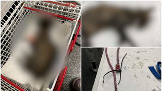 Clipe de coșmar pentru un pui de pisică! Se chinuie să supraviețuiască după ce a fost legată cu funia de scutul unei mașini