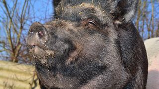 Un bărbat a suferit răni grave după ce a fost atacat de mistreț. Incidentul a avut loc la Buzău