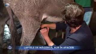 Laptele de măgăriță, aur &icirc;n afaceri