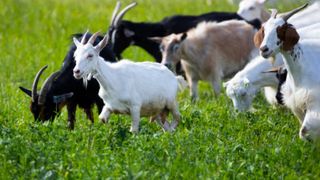 Un bărbat din Vaslui s-a răzbunat pe mai multe oi şi capre. A trecut cu mașina peste ele pentru că le-a găsit pe terenul lui