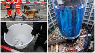 Câţi peşti din cei 1.500 care se aflau în acvariul AquaDom în timpul exploziei din Berlin au fost salvați? Acum se află într-o grădină zoologică