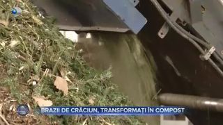 Brazii de Crăciun, transformați &icirc;n compost
